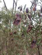 Image of Acacia kybeanensis Maiden & Blakely