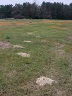 Image of southeastern pocket gopher