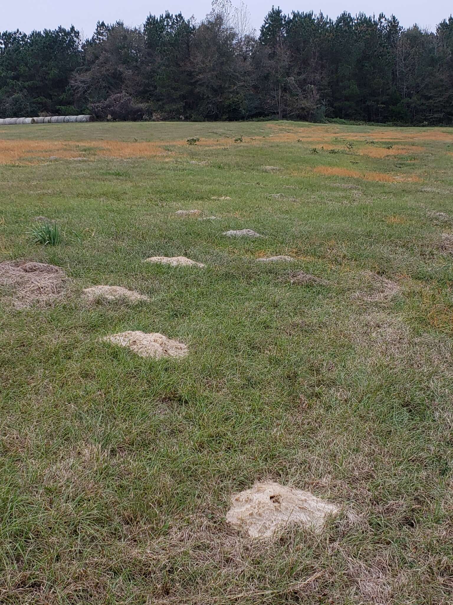 Image of southeastern pocket gopher