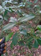 Imagem de Pyrenaria microcarpa (Dunn) H. Keng