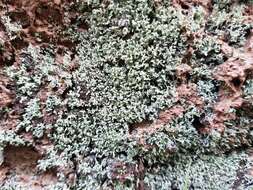 Image of mealy lichen