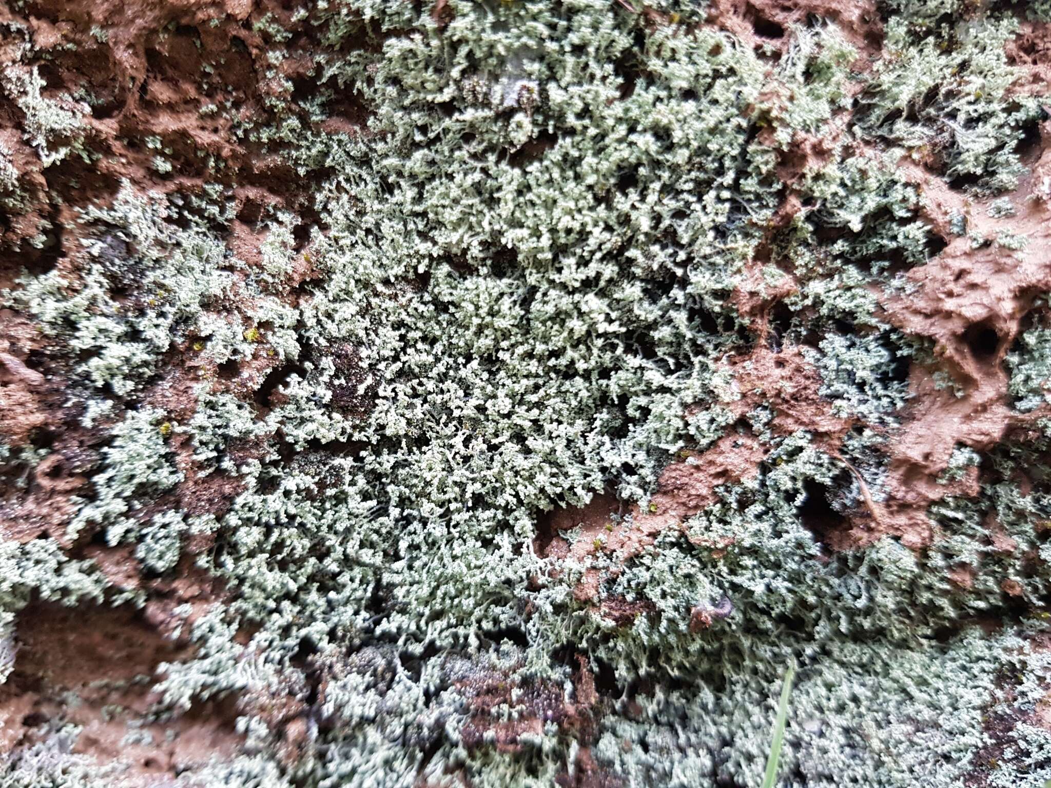 Image of mealy lichen