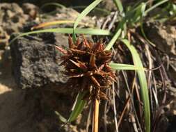 Image of coastal sedge