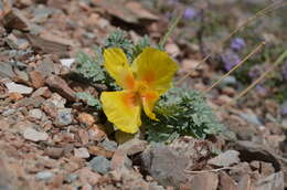 Image of Glaucium squamigerum Kar. & Kir.