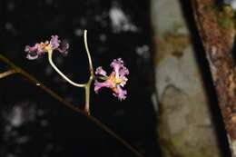 Слика од Trichocentrum cosymbephorum (C. Morren) R. Jiménez & Carnevali