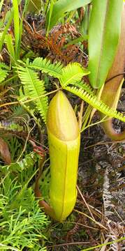 Image of Pitcher Plant