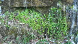 Image of American climbing fern