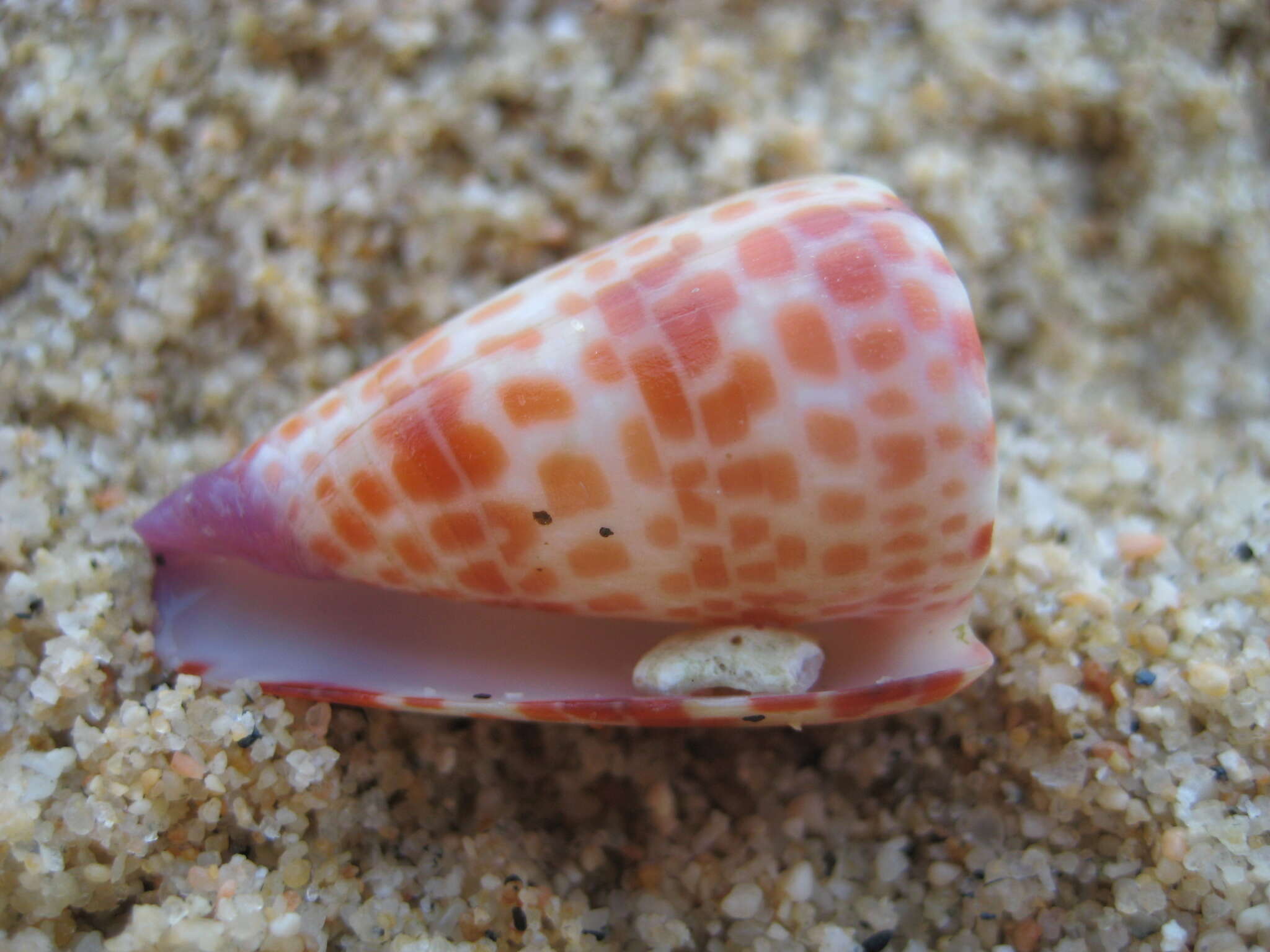 Image of Conus edaphus Dall 1910