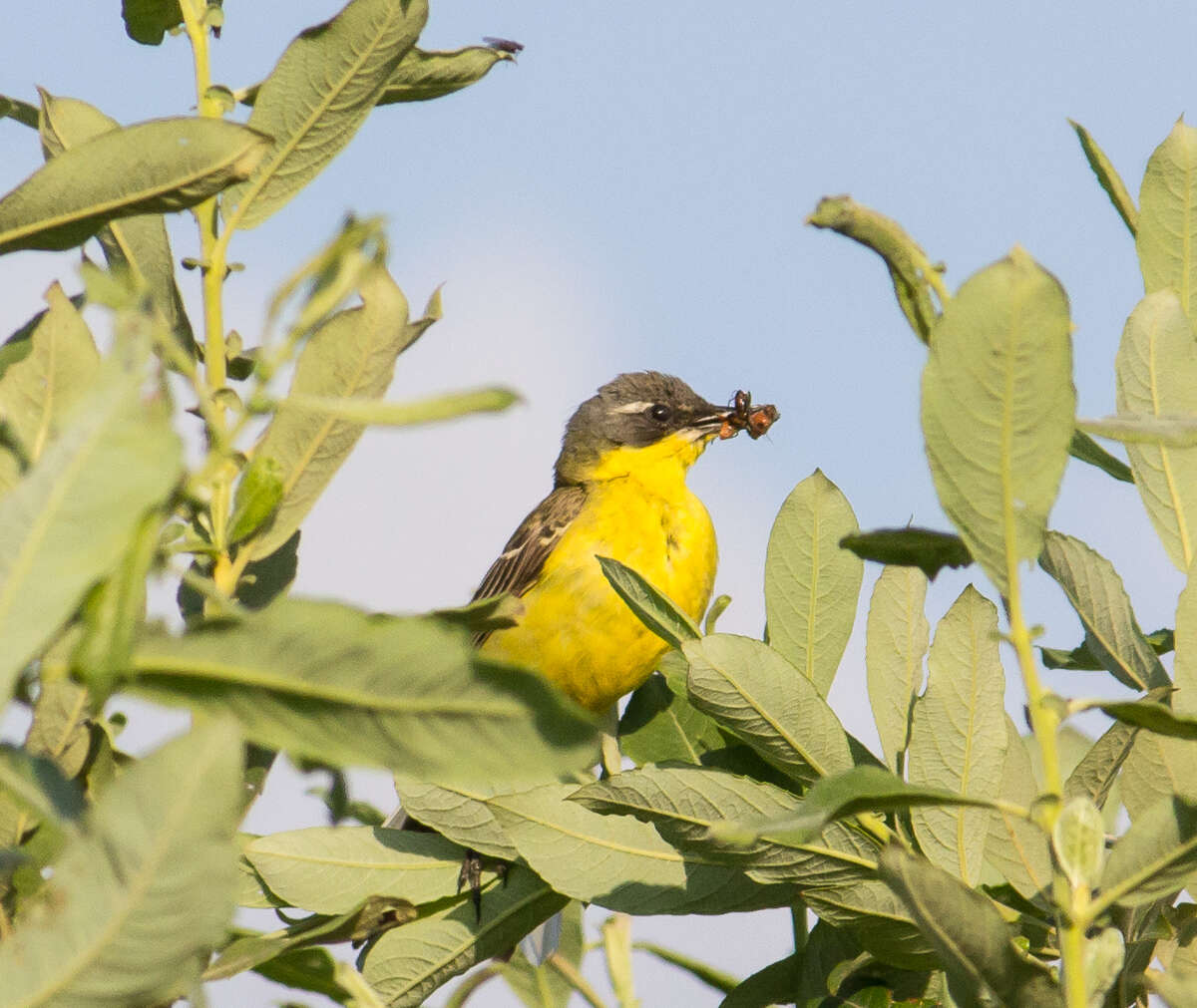 Image of Western Yellow Wagtail