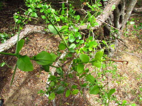 Imagem de Scutia buxifolia Reiss.