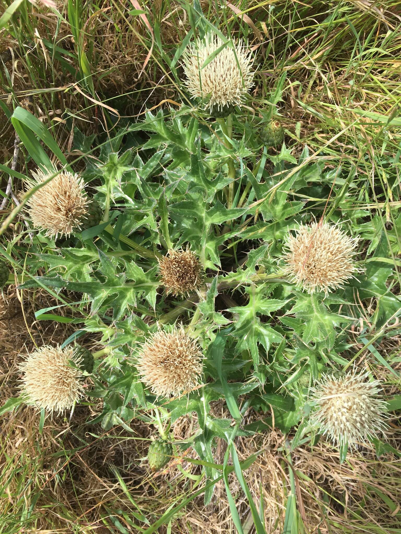 Imagem de Cirsium quercetorum (A. Gray) Jepson