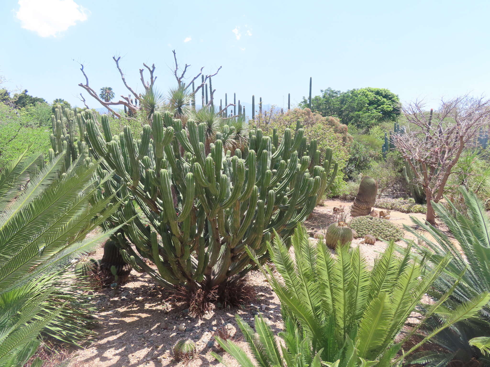 Image of Myrtillocactus schenckii (J. A. Purpus) Britton & Rose