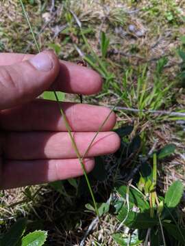 Plancia ëd Festuca occidentalis Hook.