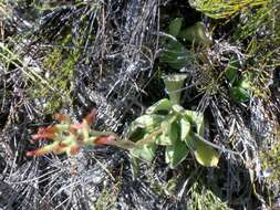 Image of Adromischus caryophyllaceus (Burm. fil.) Lem.