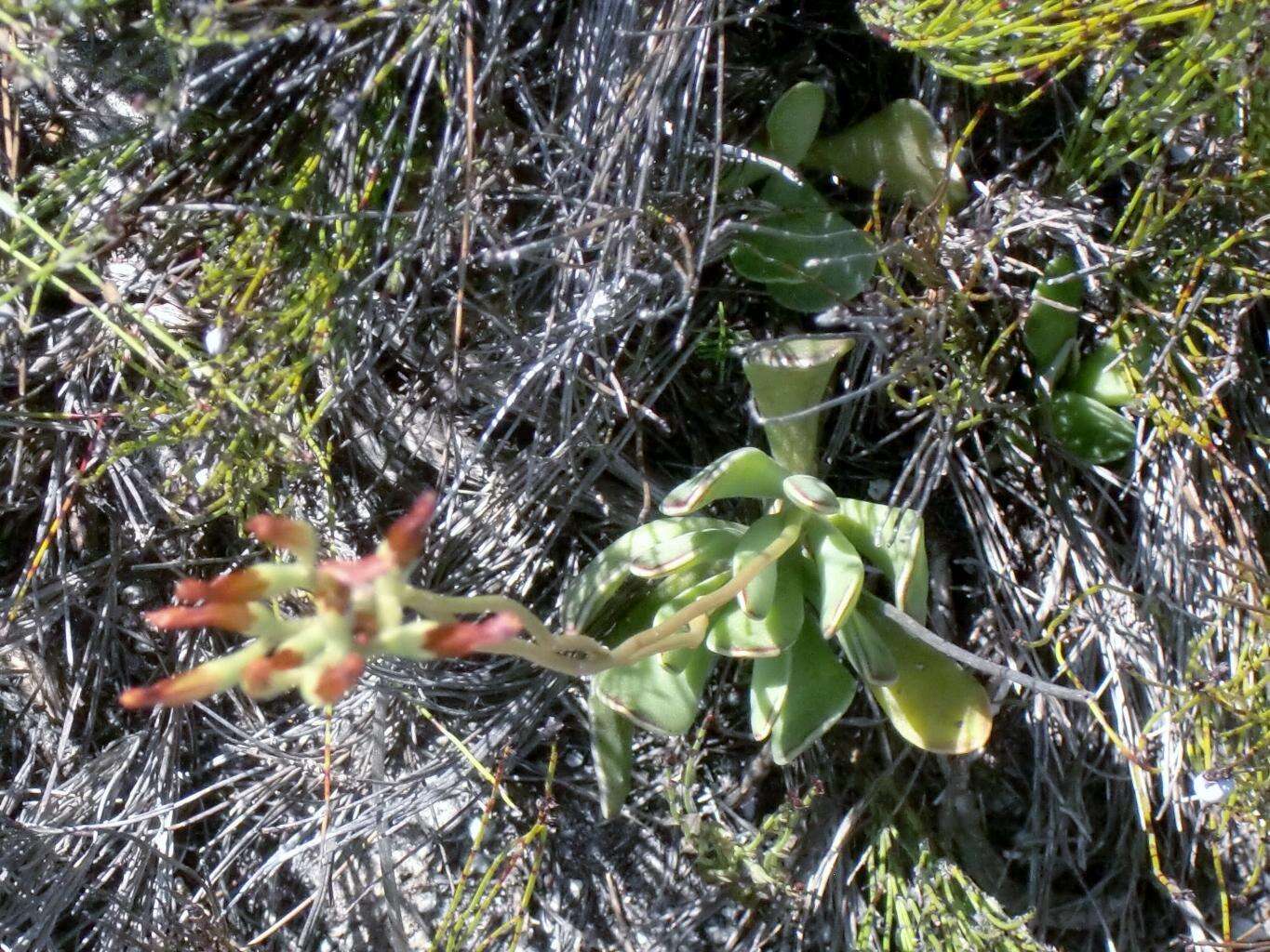 Image of Adromischus caryophyllaceus (Burm. fil.) Lem.