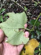 Image of American Melonleaf