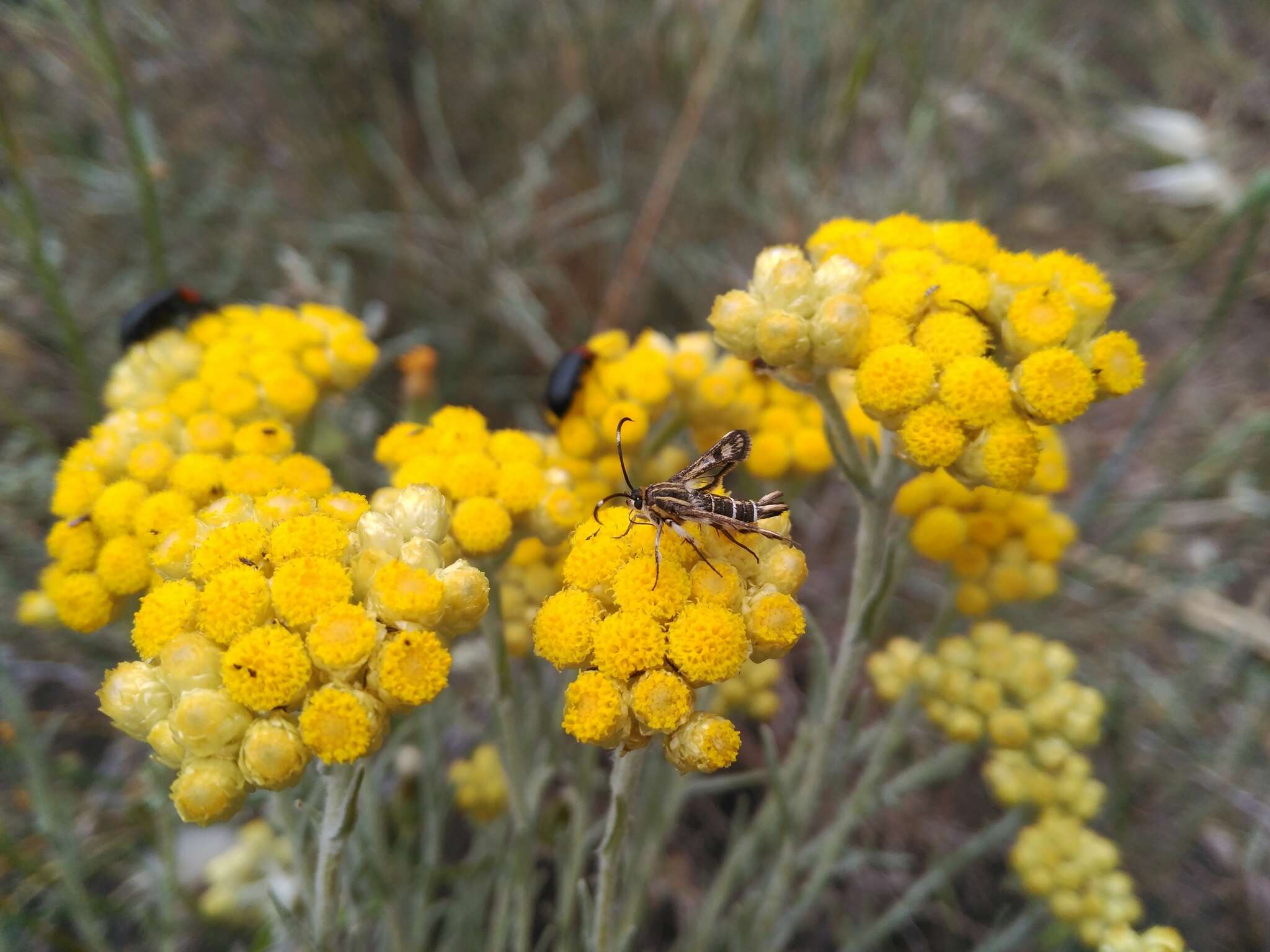 Image of Pyropteron koschwitzi (Spatenka 1992)