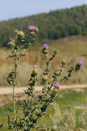 Cirsium serrulatum (M. Bieb.) Fischer的圖片