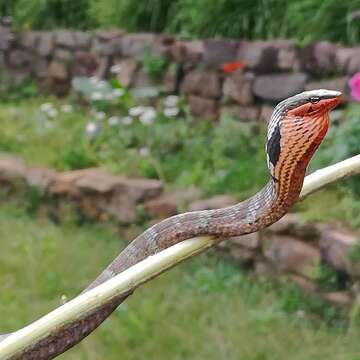 Image of Usambara vine snake