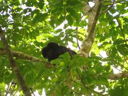 Image of Bearded Saki