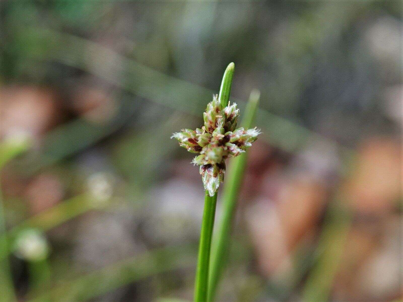 Image de Isolepis inundata R. Br.