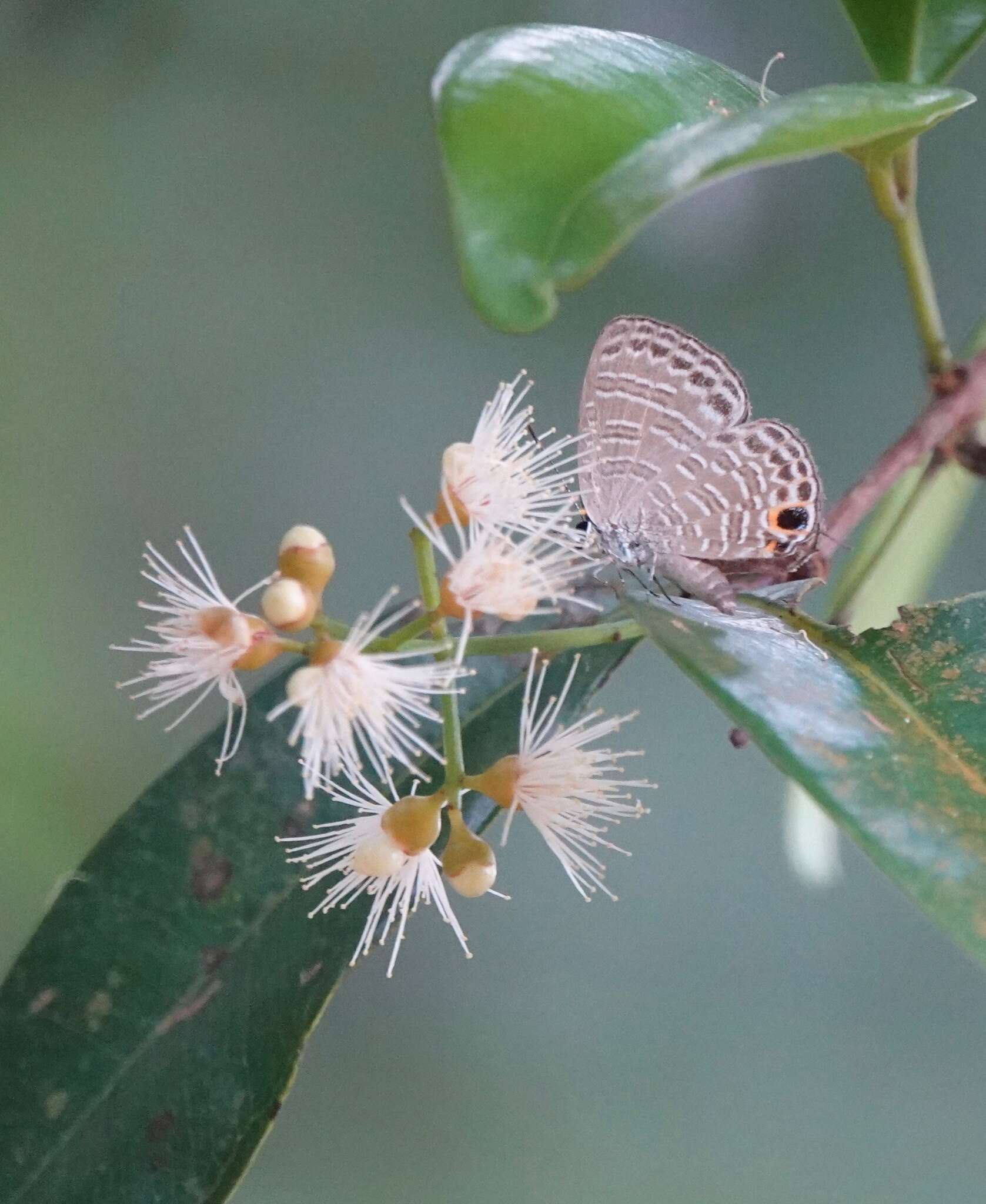 Nacaduba calauria (C. Felder 1860)的圖片