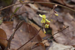 Image of Epimedium pinnatum subsp. colchicum (Boiss.) N. Busch