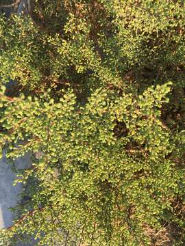 Image of Tetraena hamiensis (Schweinf.) Beier & Thulin