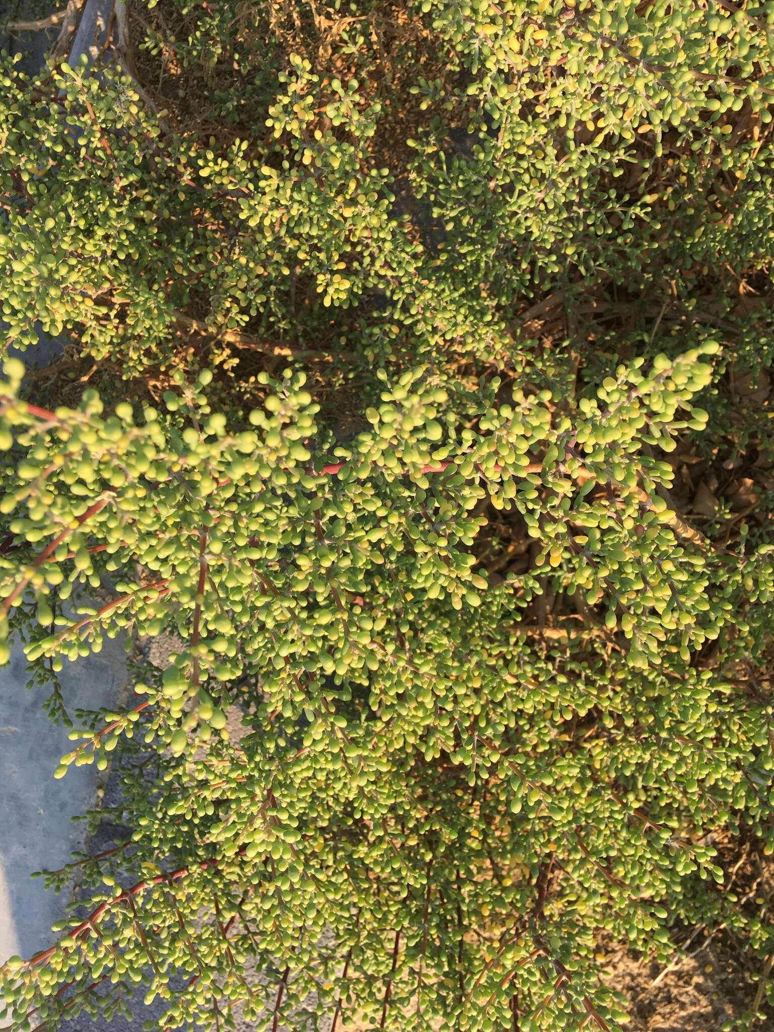 Image of Tetraena hamiensis var. qatarensis (Hadidi) Alzahrani & Albokhari