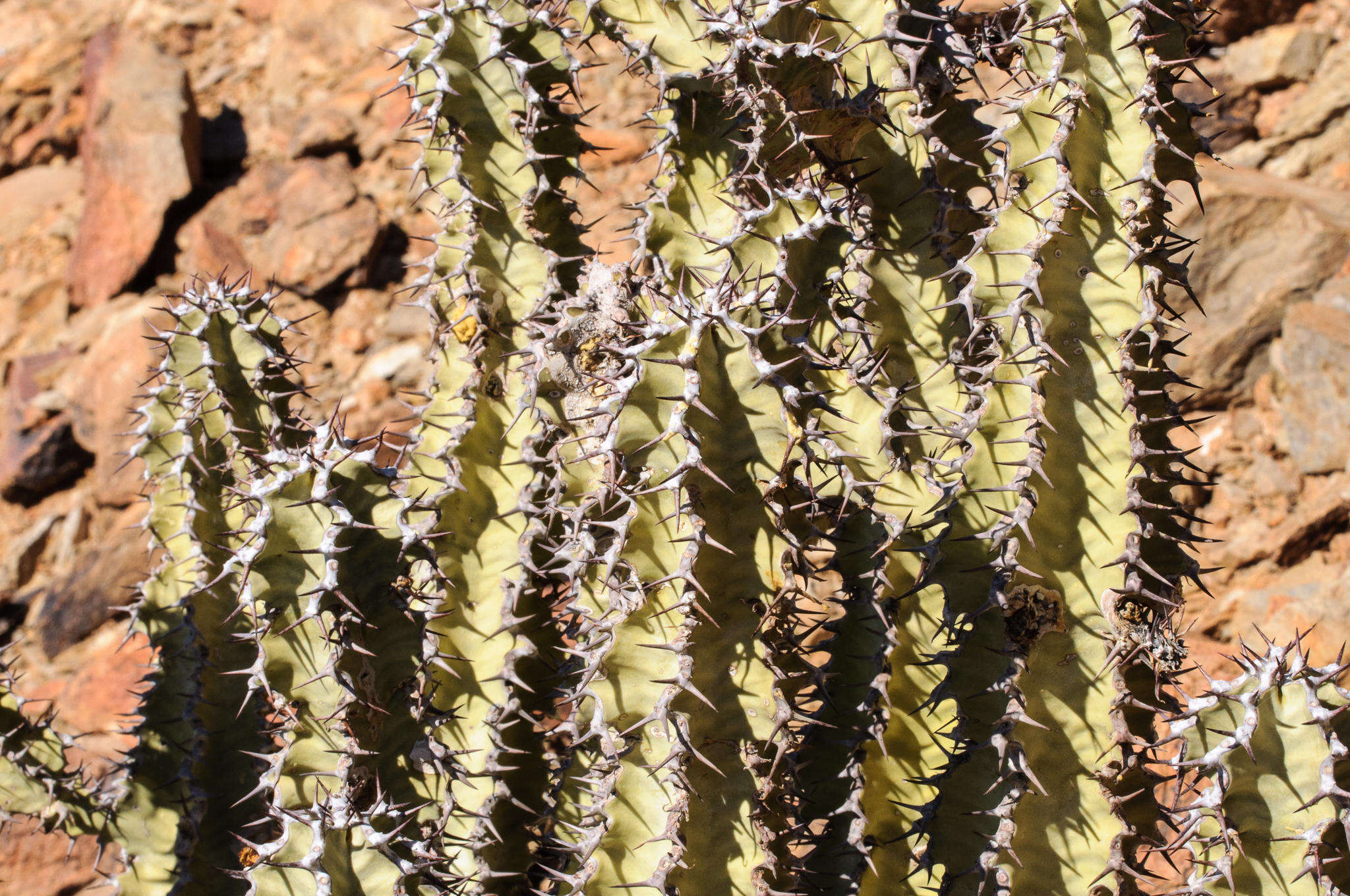 Image of Euphorbia virosa subsp. virosa