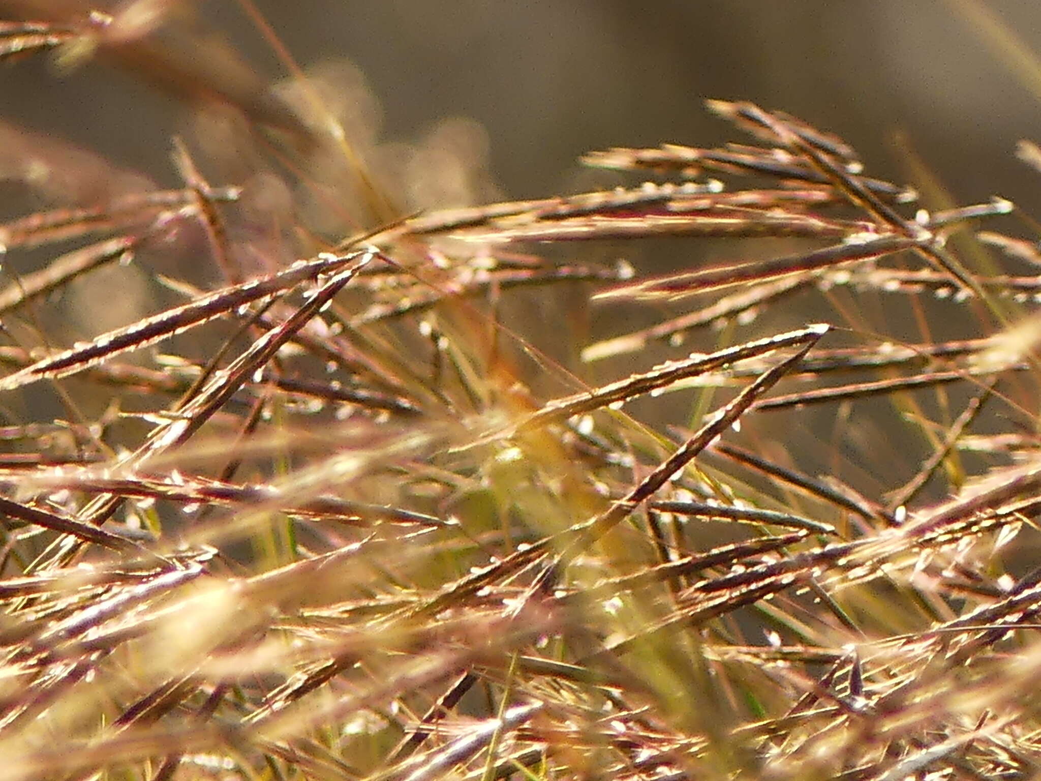 Image of Andropogon distachyos L.