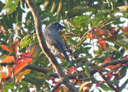 Image of Bar-bellied Cuckoo-shrike