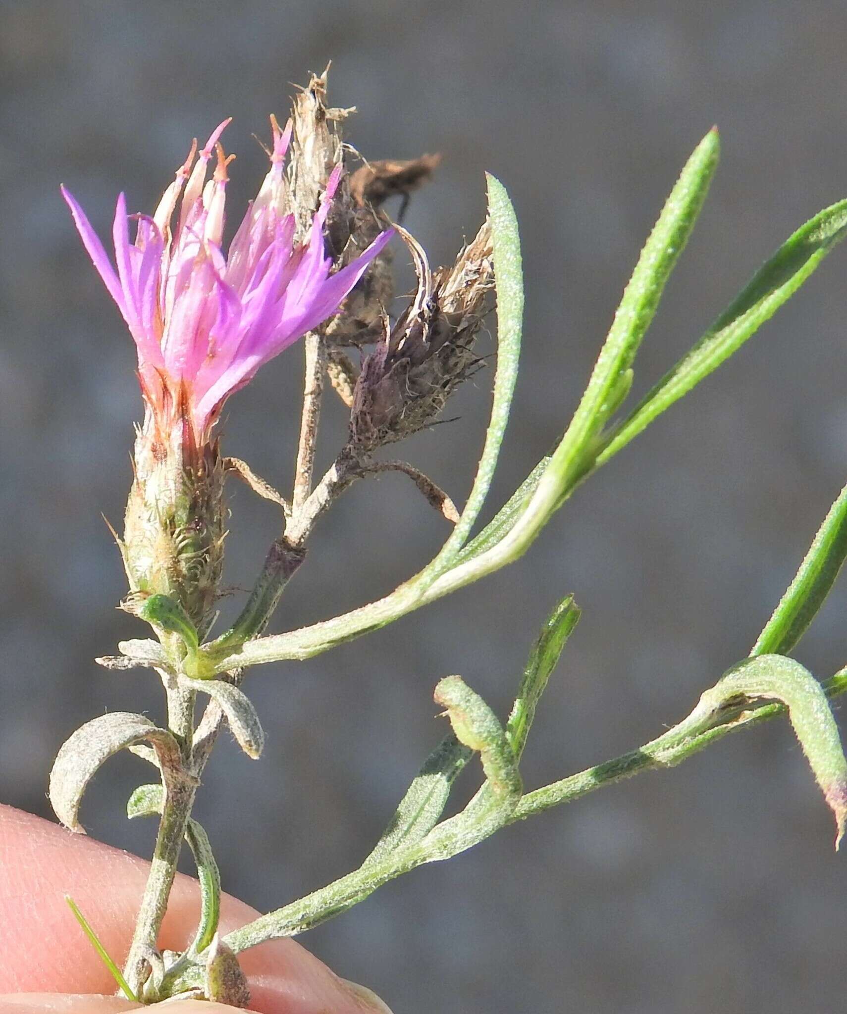 Image of Centaurea aristata Hoffmgg. & Link