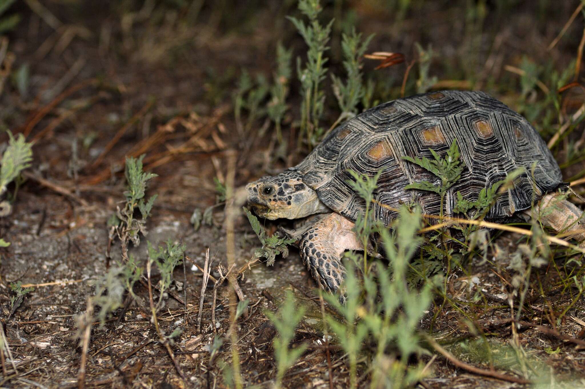 Image of Berlandier's Tortoise