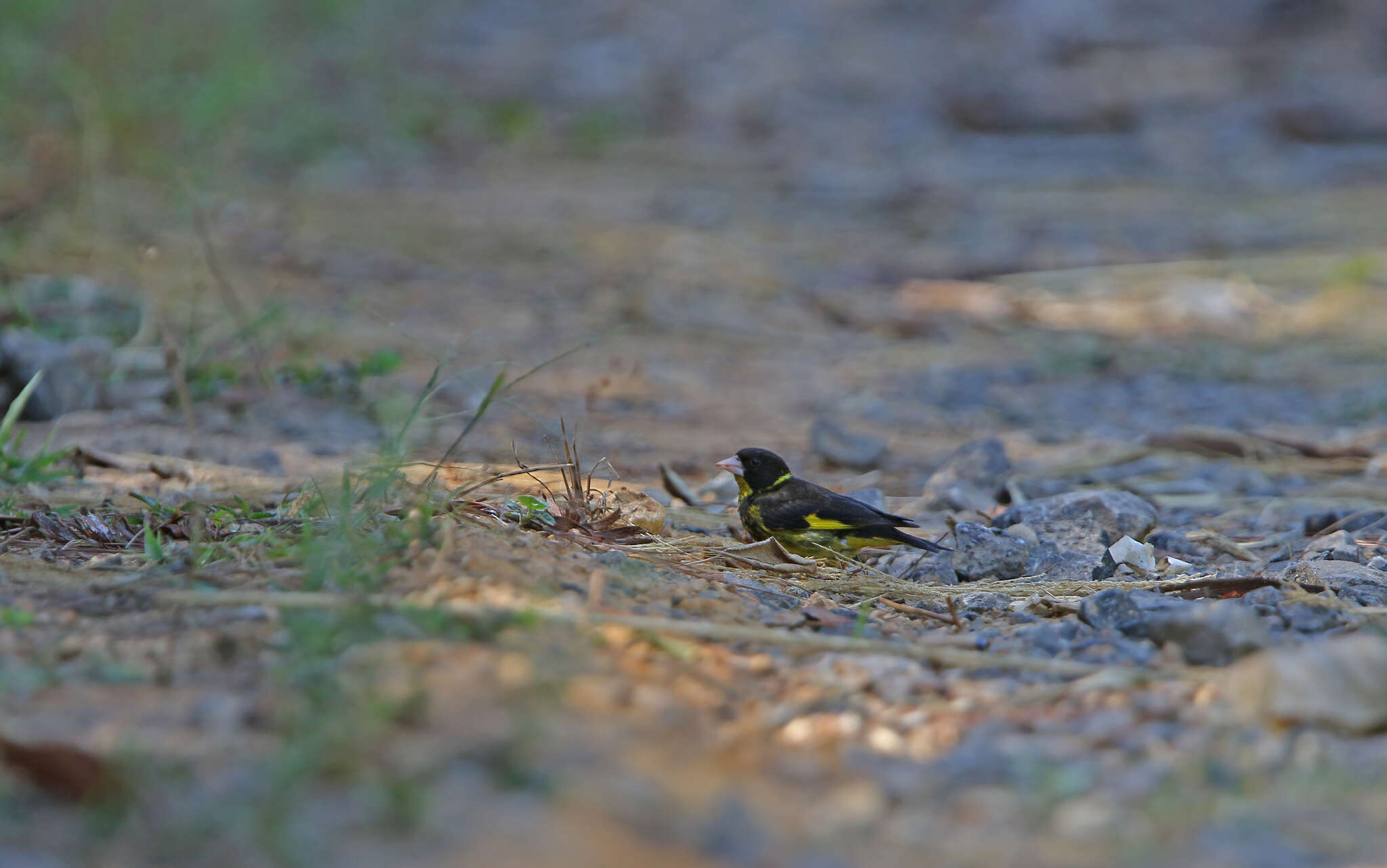 Image of Vietnamese Greenfinch