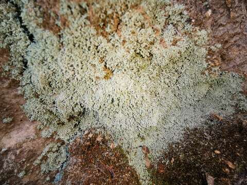 Image of mealy lichen