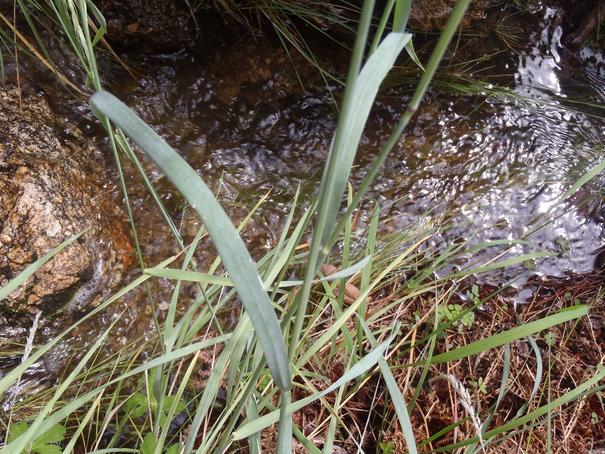 Imagem de Elymus arizonicus (Scribn. & J. G. Sm.) Gould