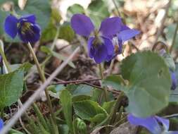 Image of Viola suavis subsp. adriatica (Freyn) L. Haesler