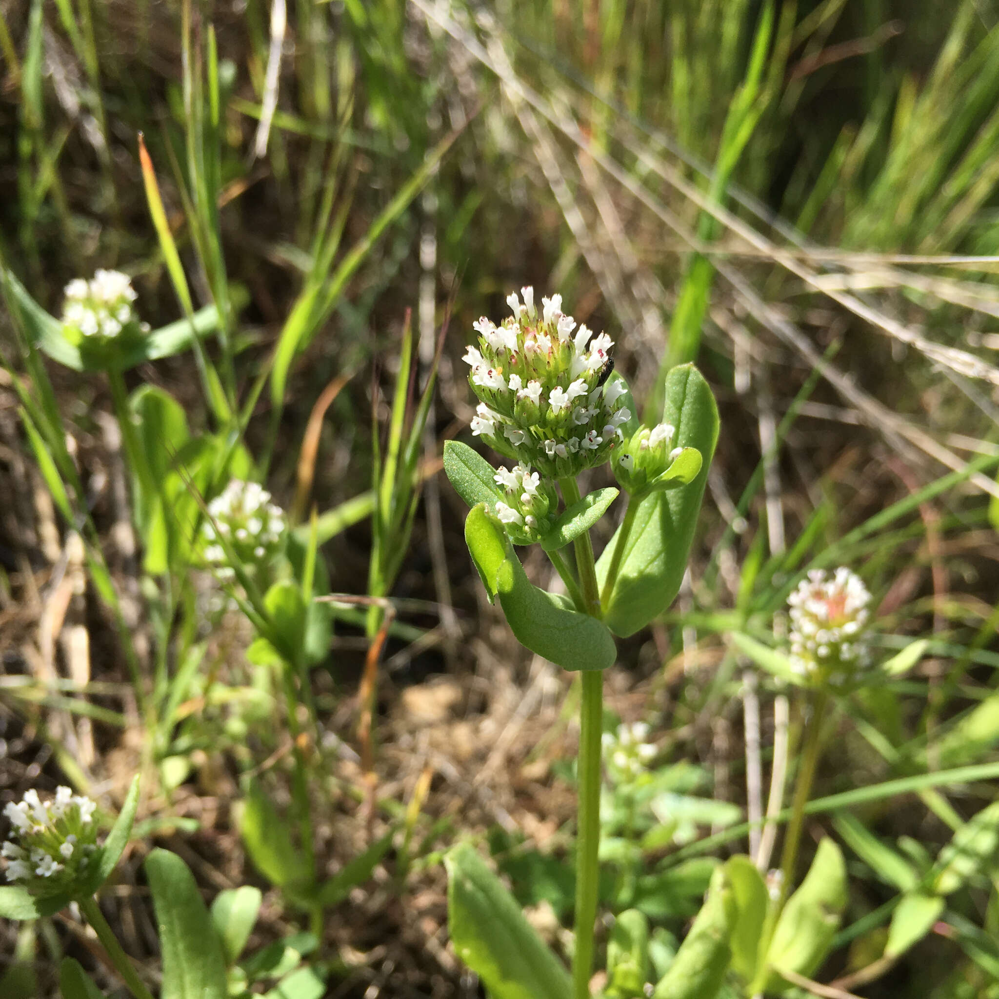 Image of <i>Plectritis macrocera</i>