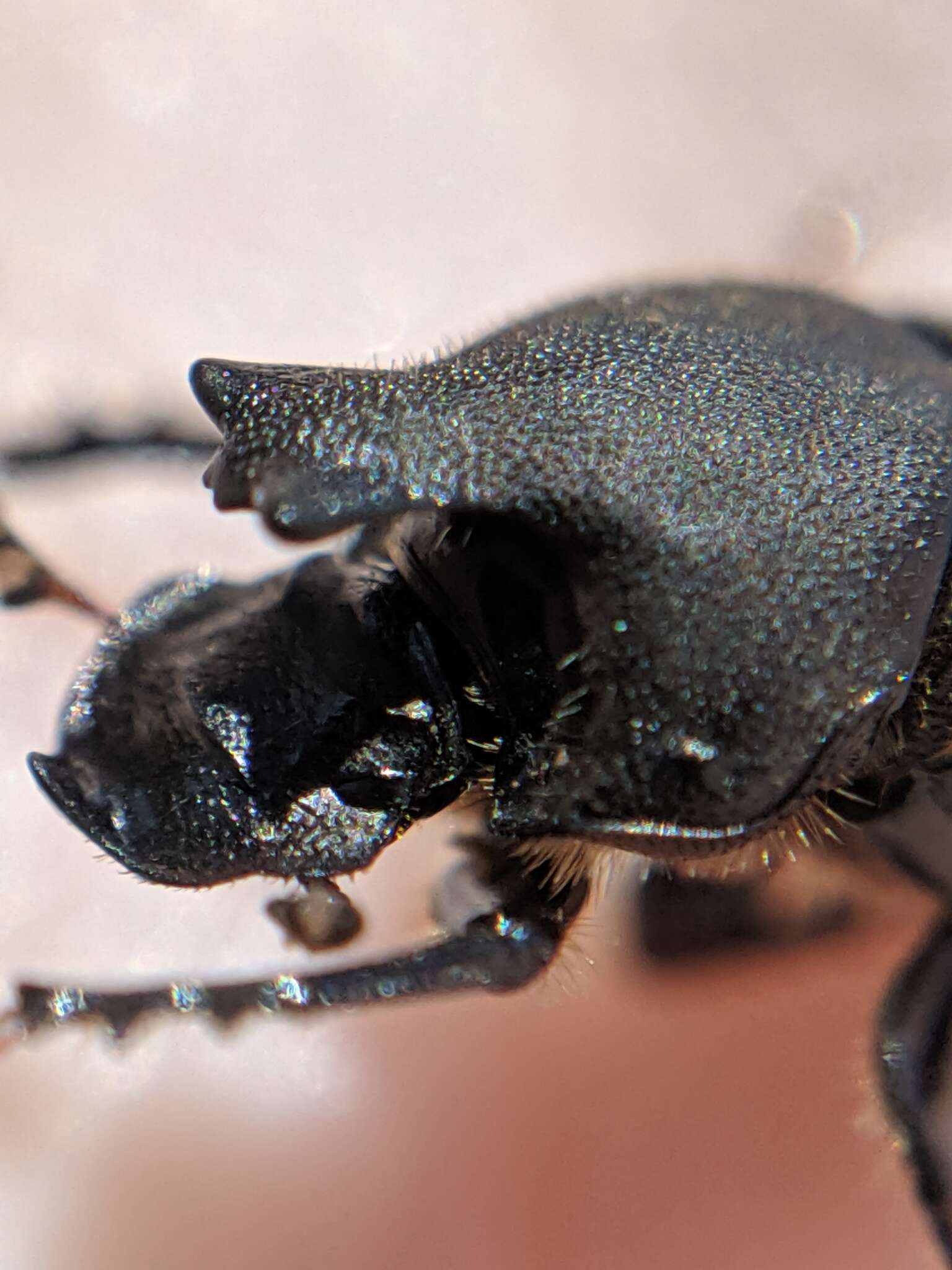 Image of Scooped Scarab