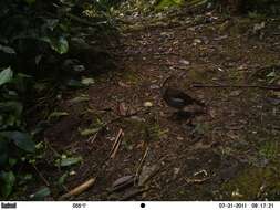 Image of Barred Forest Falcon