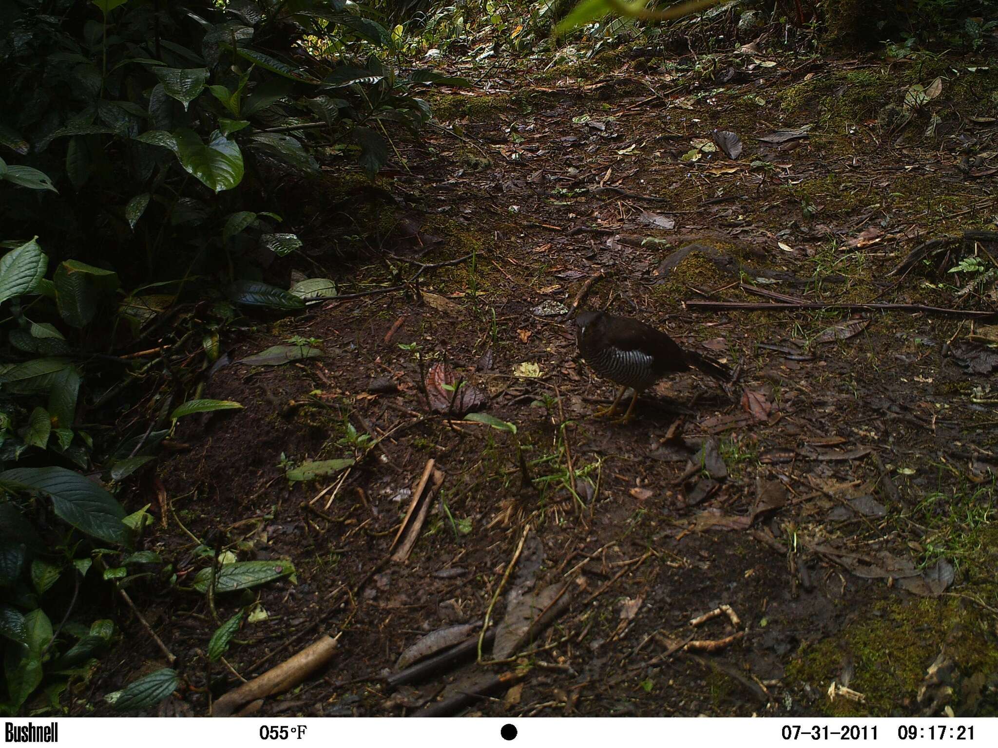 Image of Barred Forest Falcon