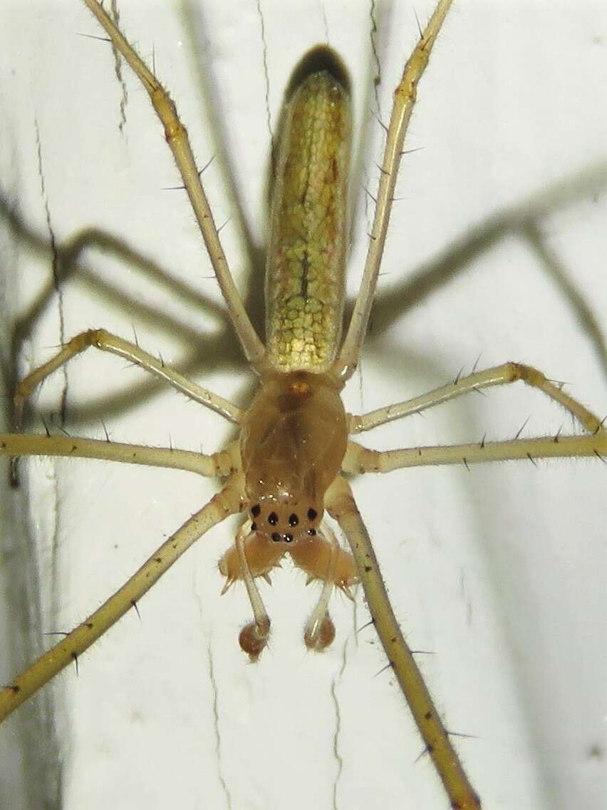 Image of Silver Longjawed Orbweaver