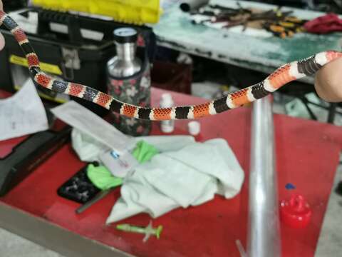 Image of Allen's Coral Snake