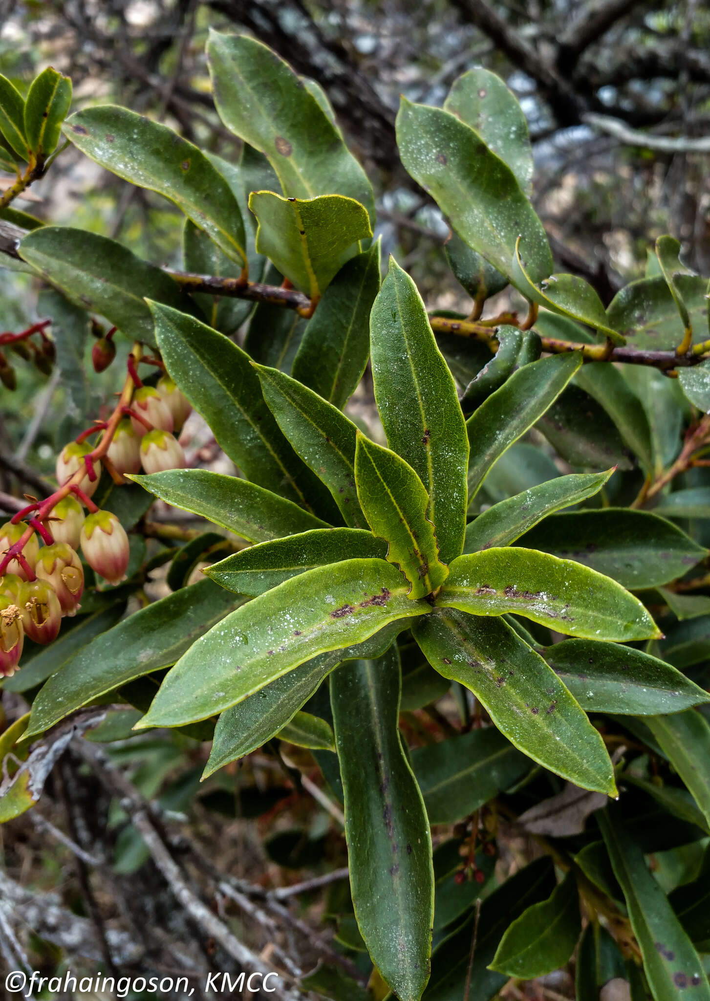 Image of Agarista salicifolia (Lam.) G. Don