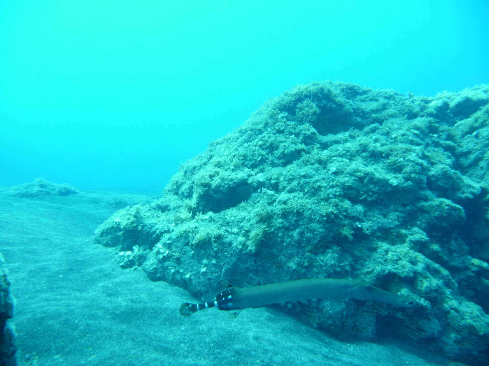 Image of Atlantic cornetfish