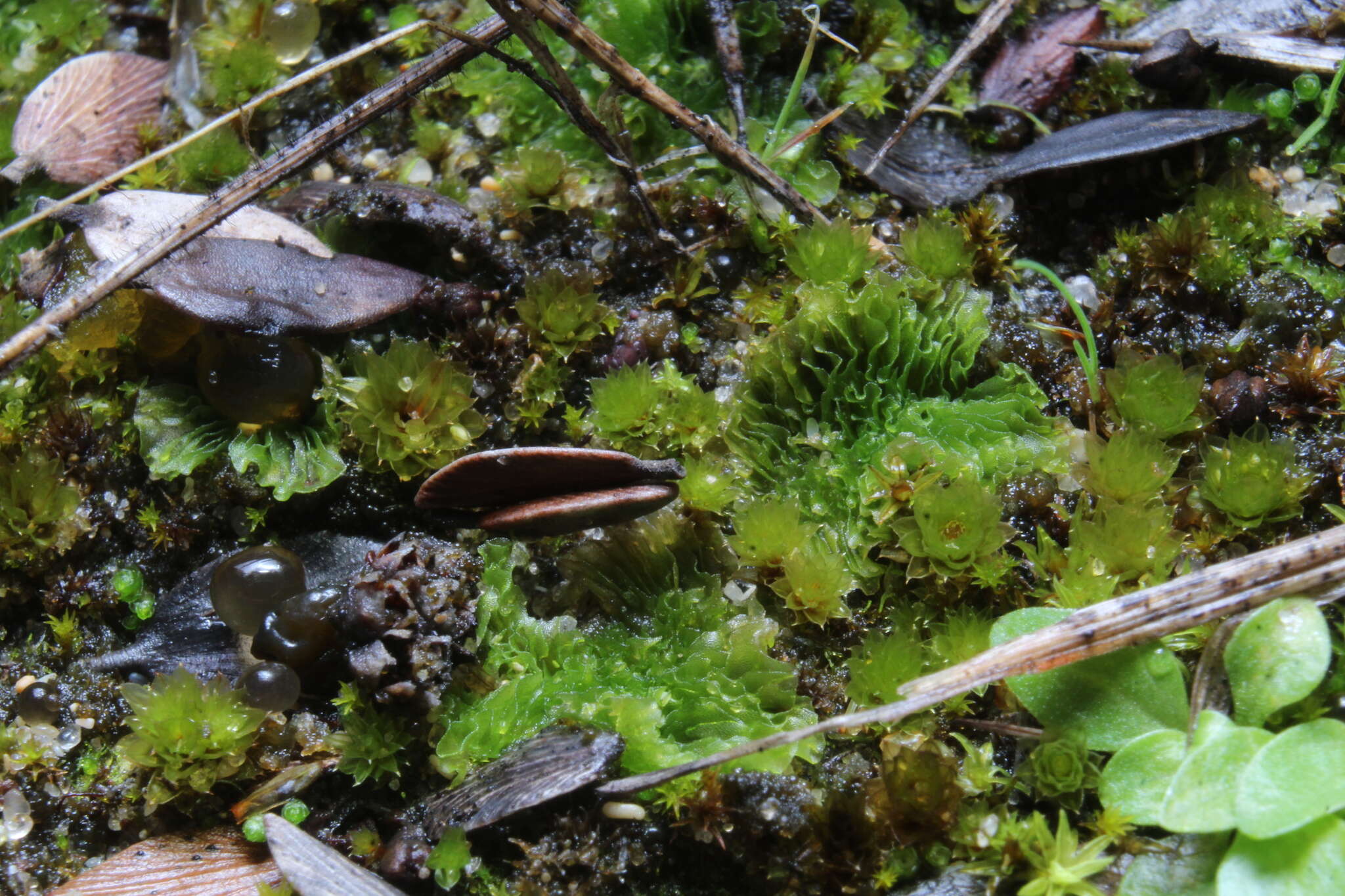 Imagem de Petalophyllum preissii Gottsche