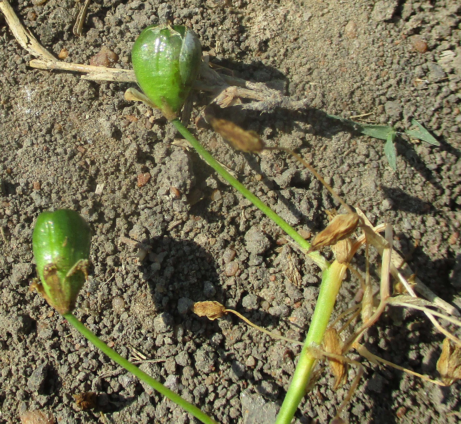 Image of Ornithogalum flexuosum (Thunb.) U. Müll.-Doblies & D. Müll.-Doblies