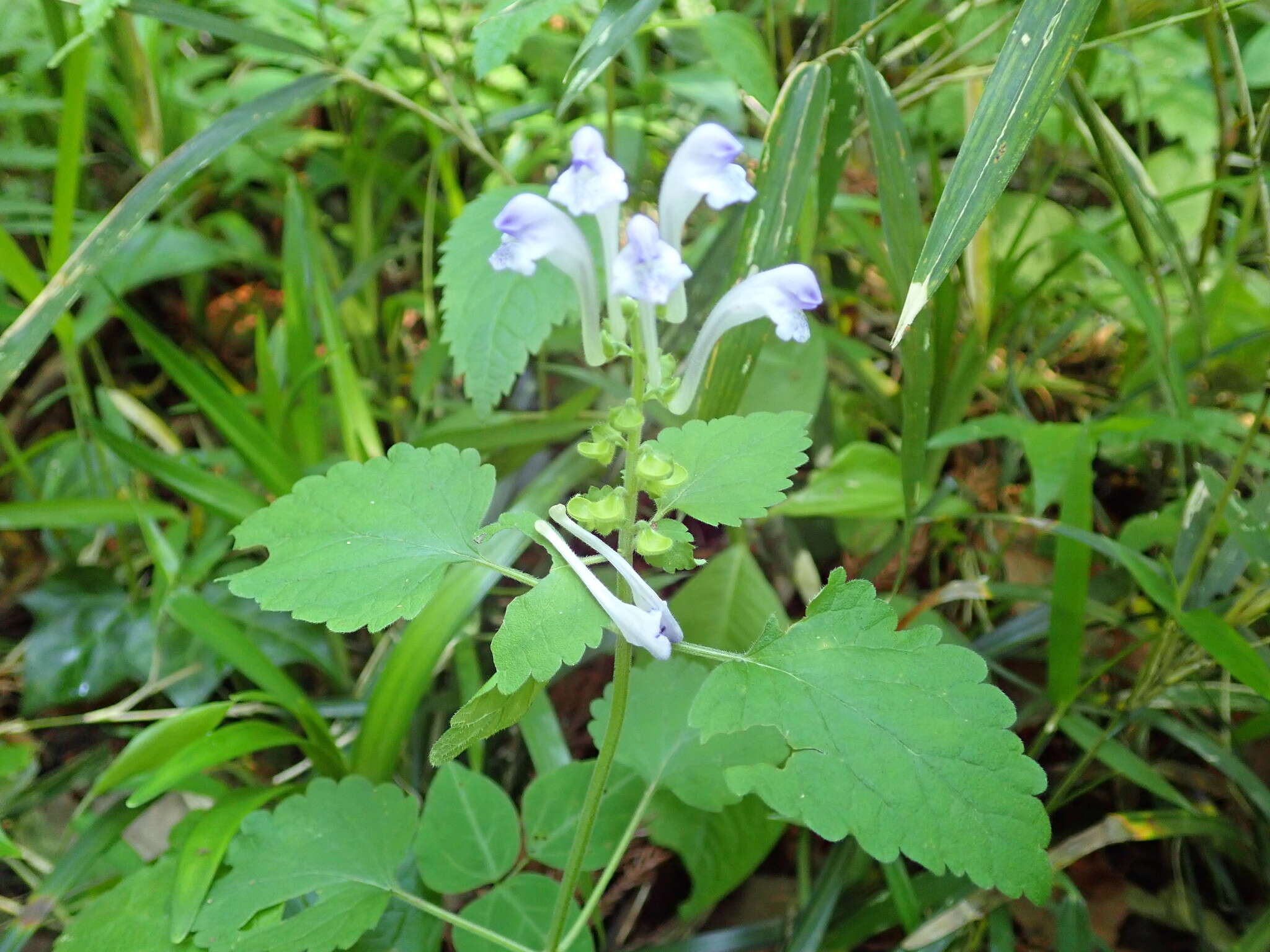 Image de Scutellaria brachyspica Nakai & H. Hara