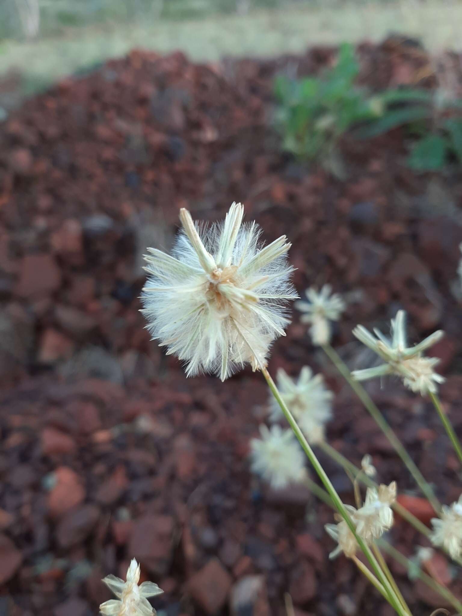 Image of Ptilotus fusiformis (R. Br.) Poir.